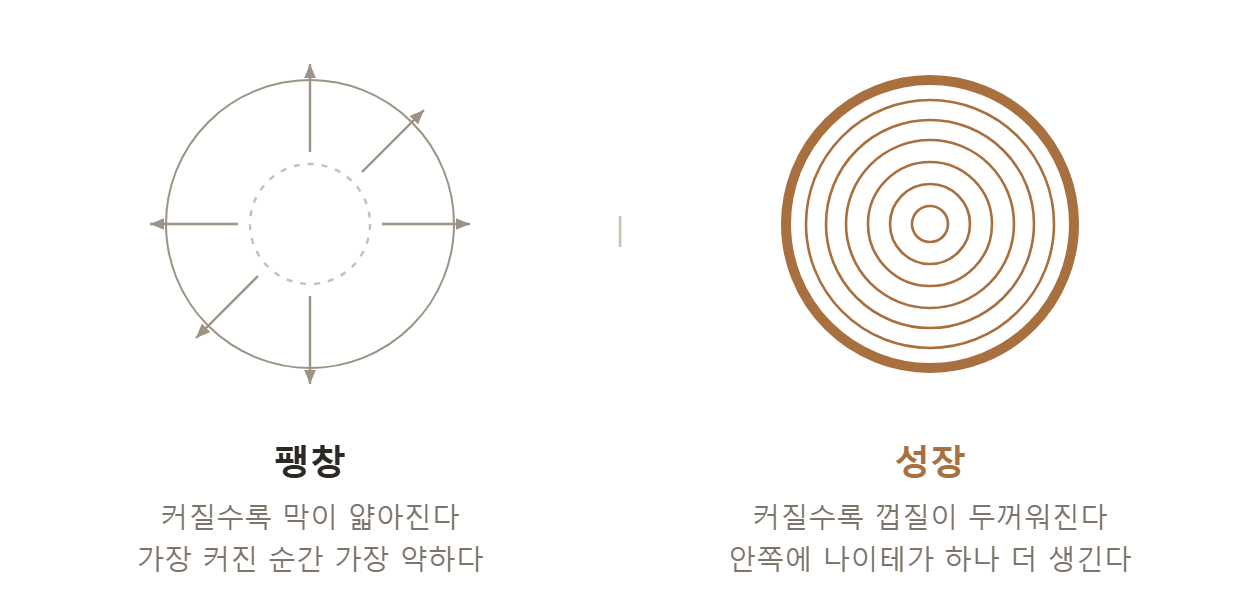 팽창과 성장의 비교 — 얇아지는 풍선과 나이테가 늘어나는 나무 단면
